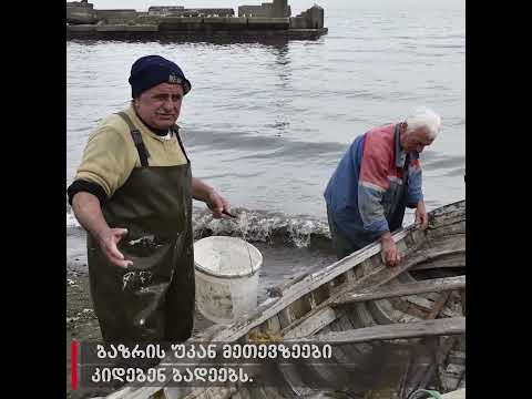 ქალაქი ქალაქში თევზის სამყარო „მელკიმორიაზე